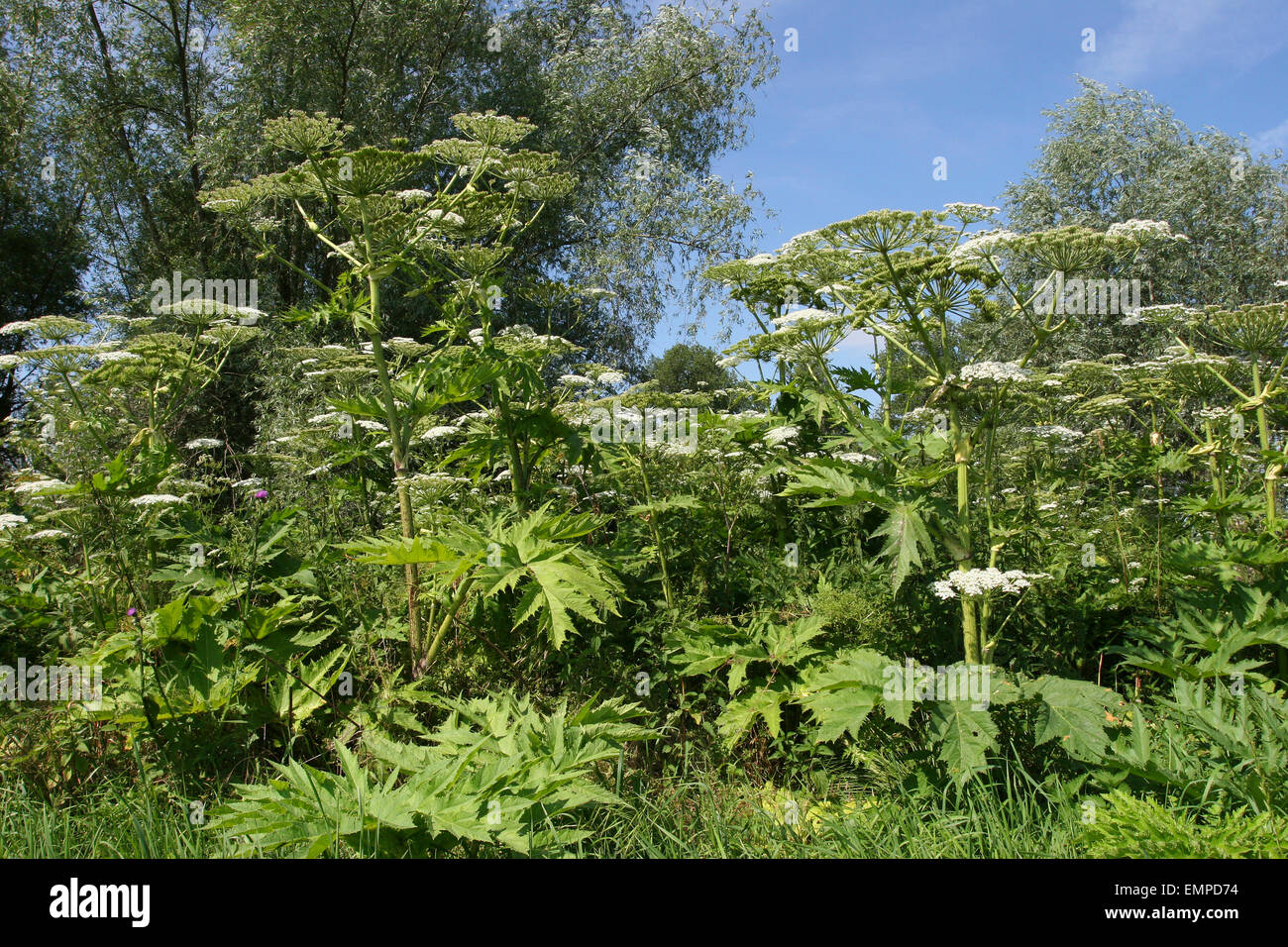 Riesenbärenklau (Heracleum Mantegazzianum, Heracleum Giganteum), Blüte, Thüringen, Deutschland Stockfoto