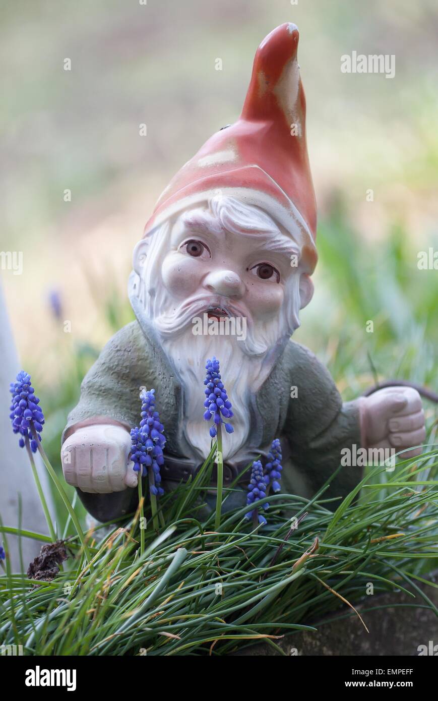 Gartenzwerg unter Traubenhyazinthen (Muscari Botryoides) Stockfoto
