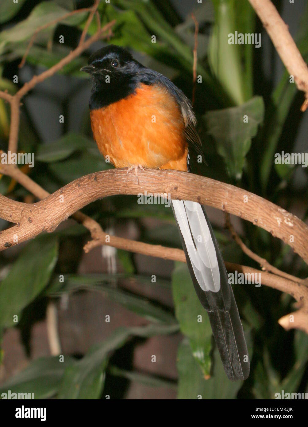 Southeast Asian White-Psephotus Shama-Männchen (Copsychus Malabaricus) Stockfoto