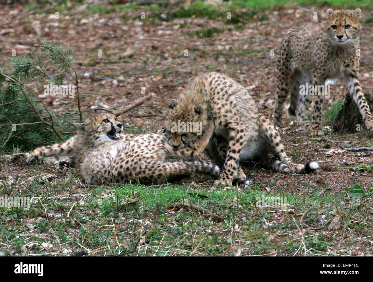 Gepard (Acinonyx Jubatus) jungen spielen und sich tummeln Stockfoto