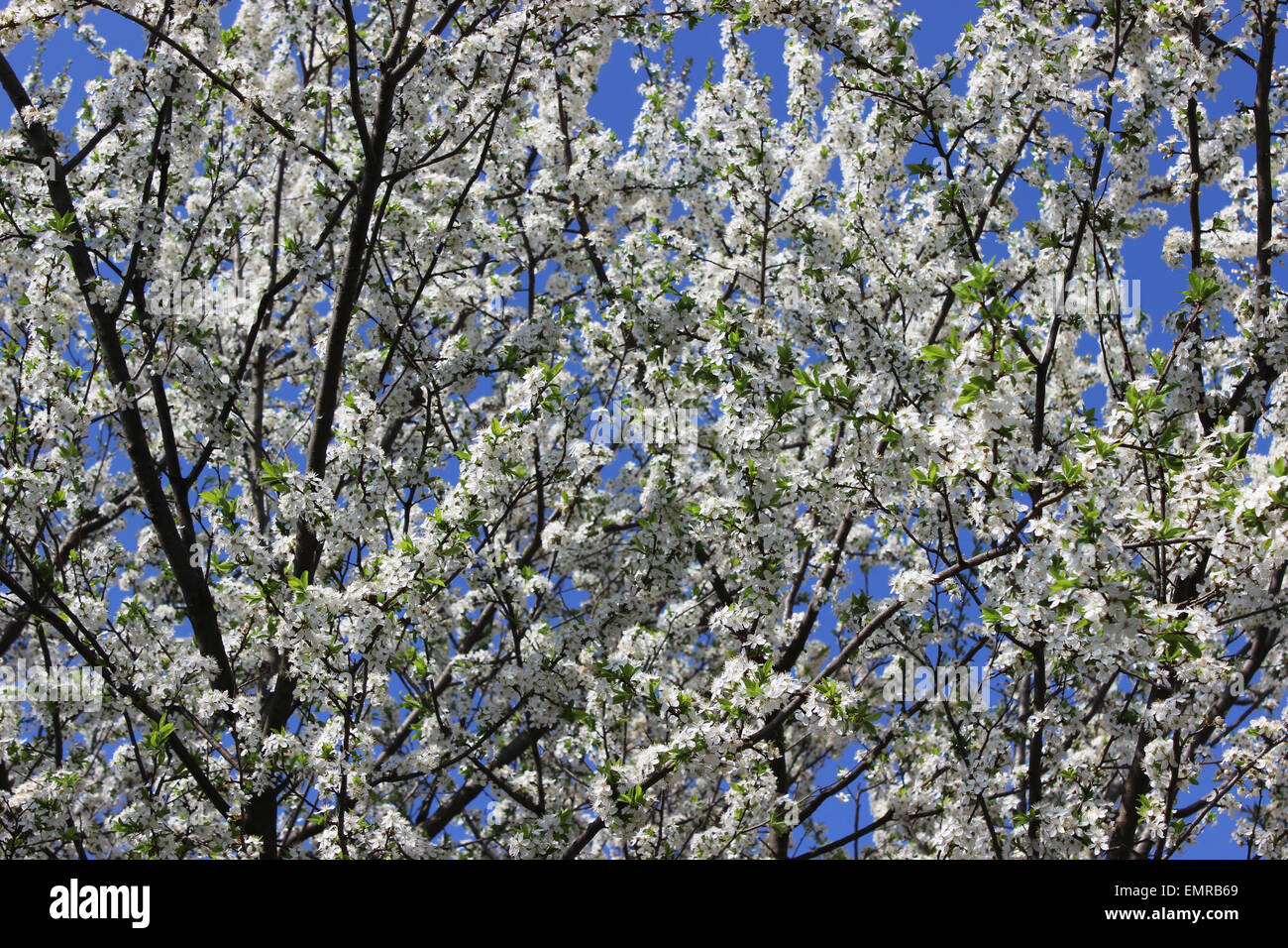 Pflaume-Filialen in voller Blüte Stockfoto