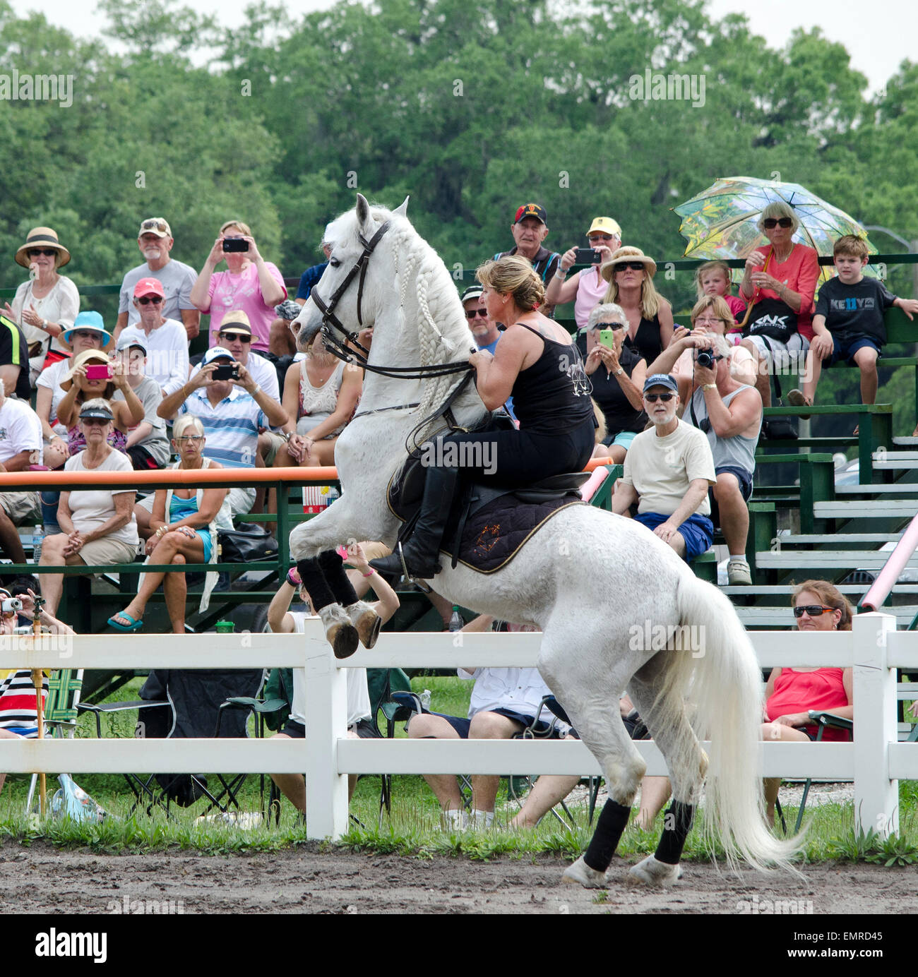 Zuschauer beobachten Herrmanns' Royal Lipizzaner Hengste von Österreich in ein outdoor-Arena in der Nähe von Sarasota, Florida, USA ausgebildet. Stockfoto