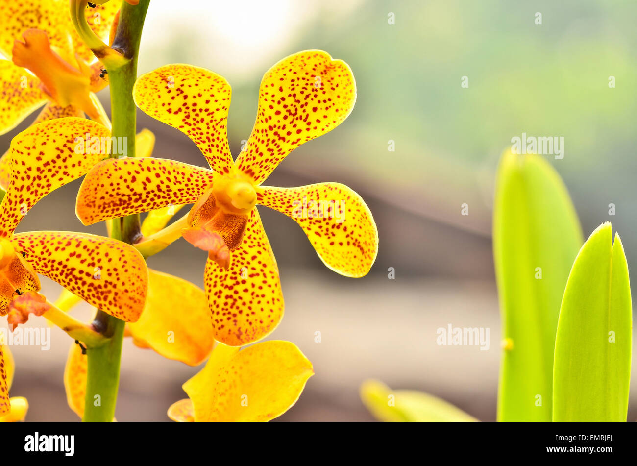 Vanda Orchidee Stockfoto