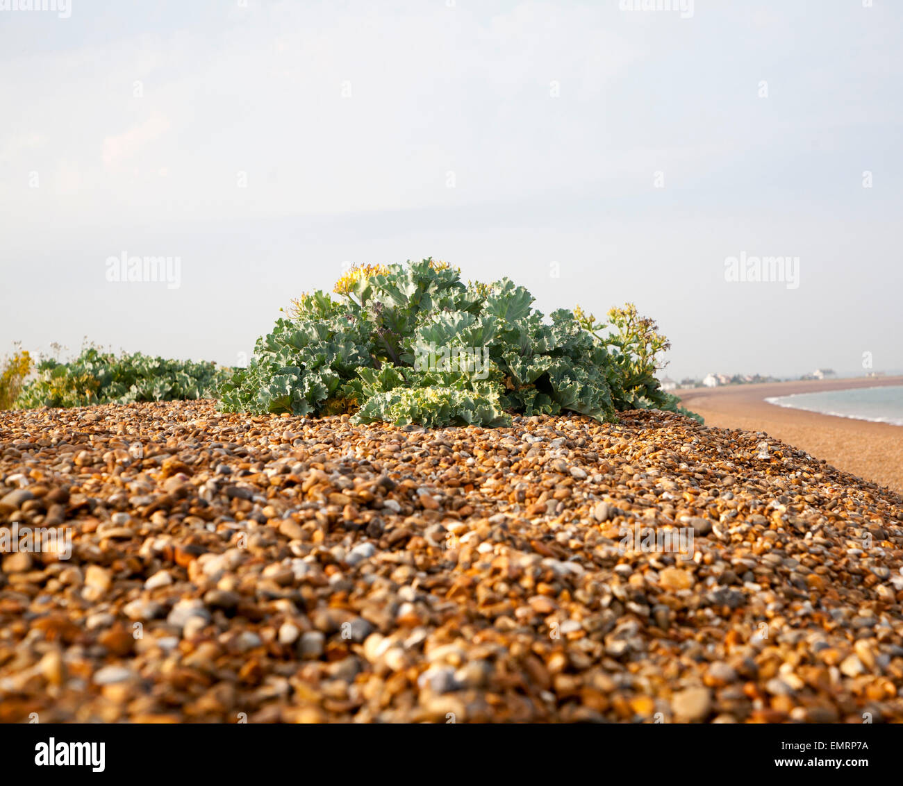 Bewachsenen Schindel Ökosystem mit Blick aufs Meer Kale, Krambe maritime, wachsen mit Schindel Street, Suffolk, England Stockfoto