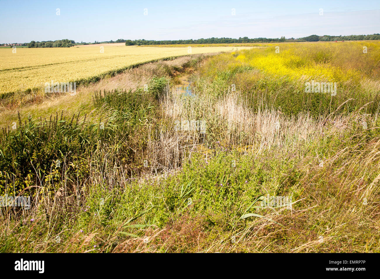 Marschland im Sommer abgelassen Hollesley Sümpfe, Suffolk, England, UK Stockfoto