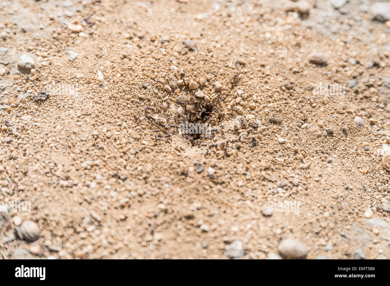 Nest der Ameisen Gebäude im Boden Stockfoto