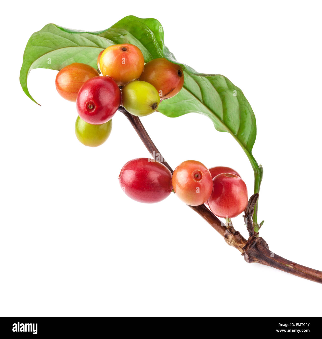 Rote Bohnen auf Zweig der Kaffeebaum, Reife und unreife Beeren isoliert auf weißem Hintergrund Stockfoto