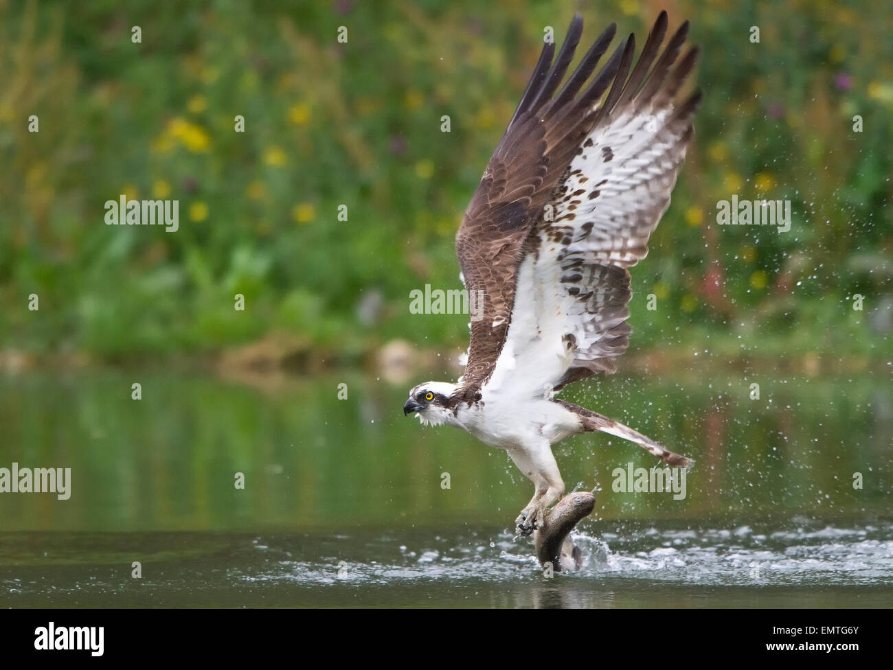 Ein Fischadler ausziehen aus dem Wasser umklammert einen Lachs in seinen Krallen Stockfoto