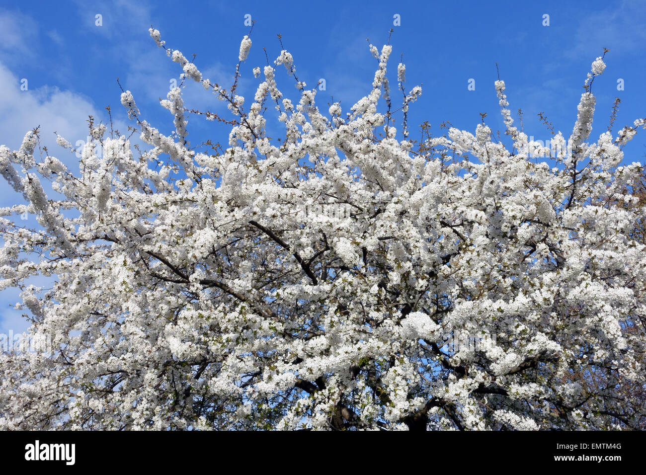 Spring Blossom auf blühenden Kirschbäume Baum im Park in London Stockfoto