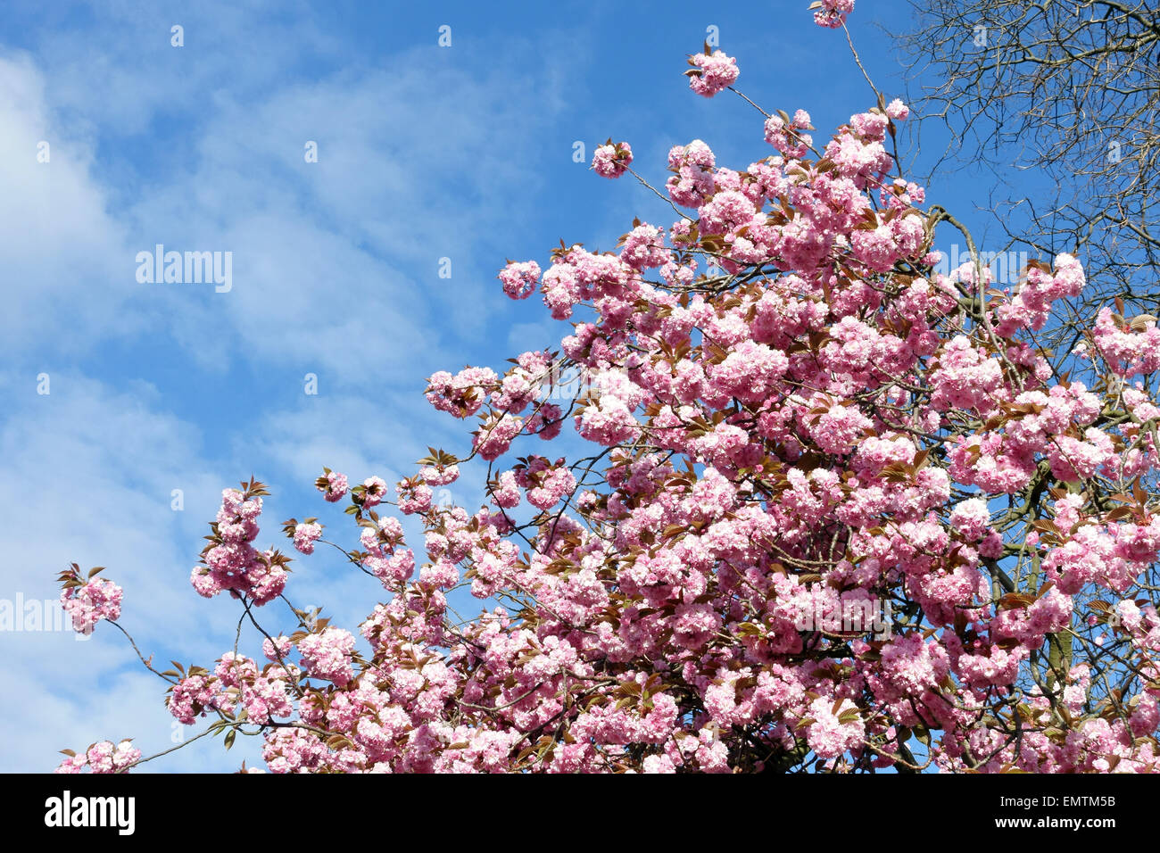 Spring Blossom auf blühenden Kirschbäume Baum im Park in London Stockfoto