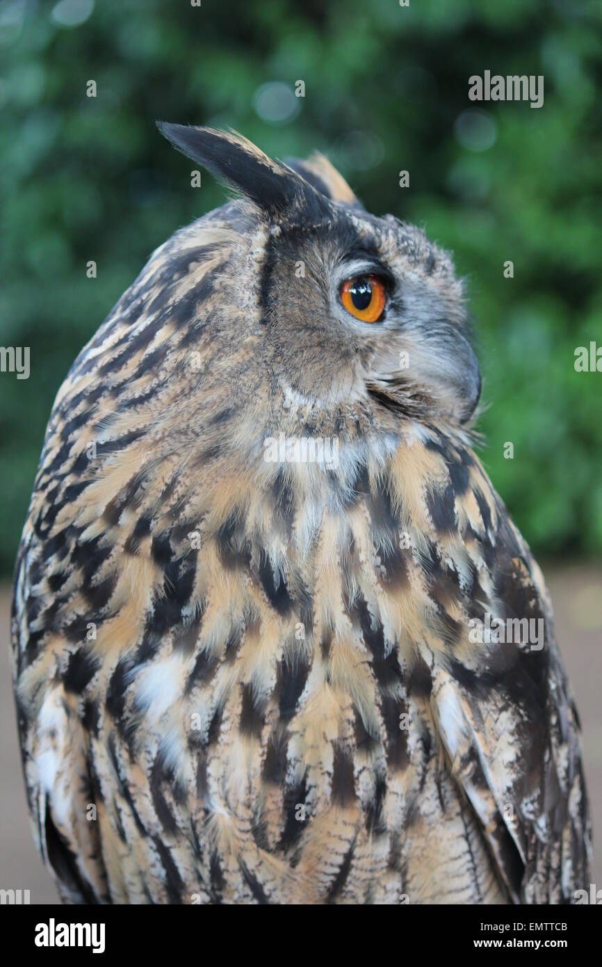 Eule eurasischen, groß, Profil, gehörnte Eule, nächtliche, Owlorange, Federn, bedroht, Vogel, Stockfoto