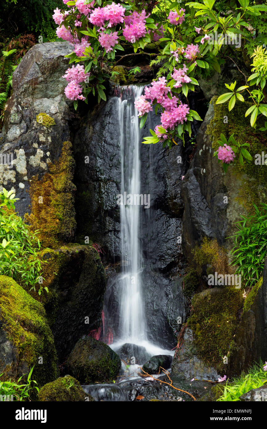 WA10422-00... WASHINGTON - kleiner Wasserfall und blühenden Rhododendron in Kubota Garten in Seattle. Stockfoto