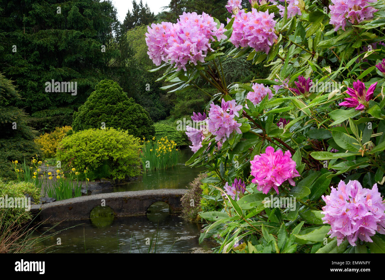 WASHINGTON Rhododendren blühen neben dem Teich in den traditionellen