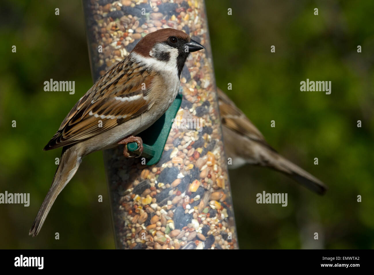 Baum-Spatz auf Saatgut feeder Stockfoto