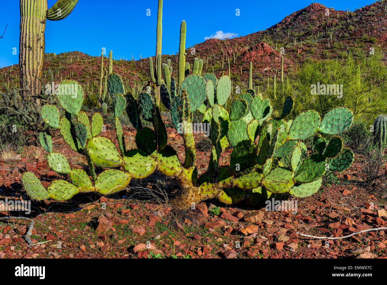Engelmann Feigenkaktus, Saguaro-Nationalpark, az Stockfoto