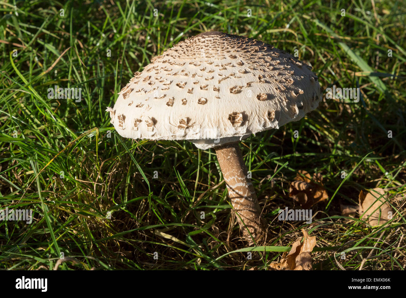 Ein Sonnenschirm Pilz Macrolepiota Procera im Vereinigten Königreich Stockfoto