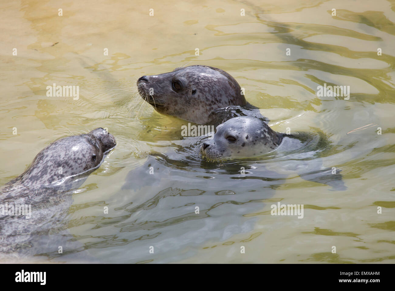 Sija; Gemeinsamen Dichtung Phoca Vitulina zwei Gefangene mit Pup Cornish Seal Sanctuary; UK Stockfoto