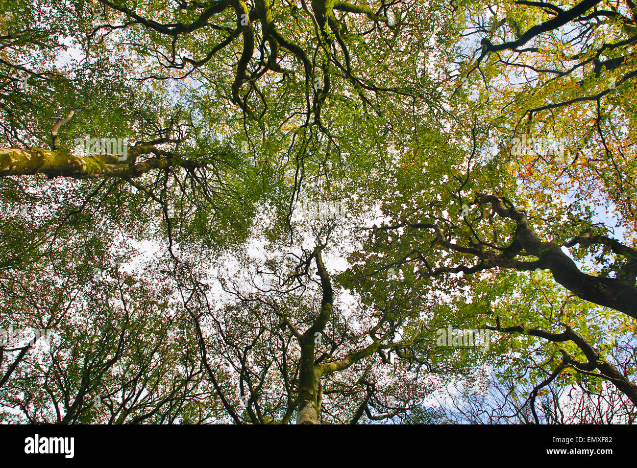 Baumkronen; Auf der Suche nach oben Lanhydrock; Cornwall; UK Stockfoto