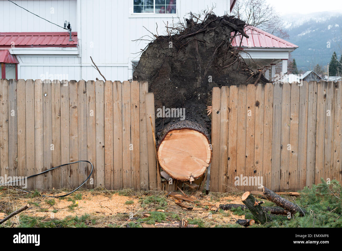 Holzzaun, Baum, der in einem Sturm, Joseph, Oregon umgeweht wurde aufgeschlüsselt. Stockfoto