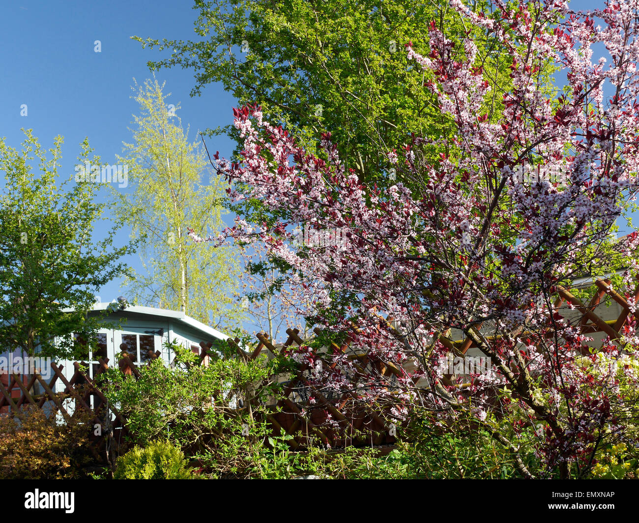 Frühling Garten, Lincolnshire, England, UK Stockfoto