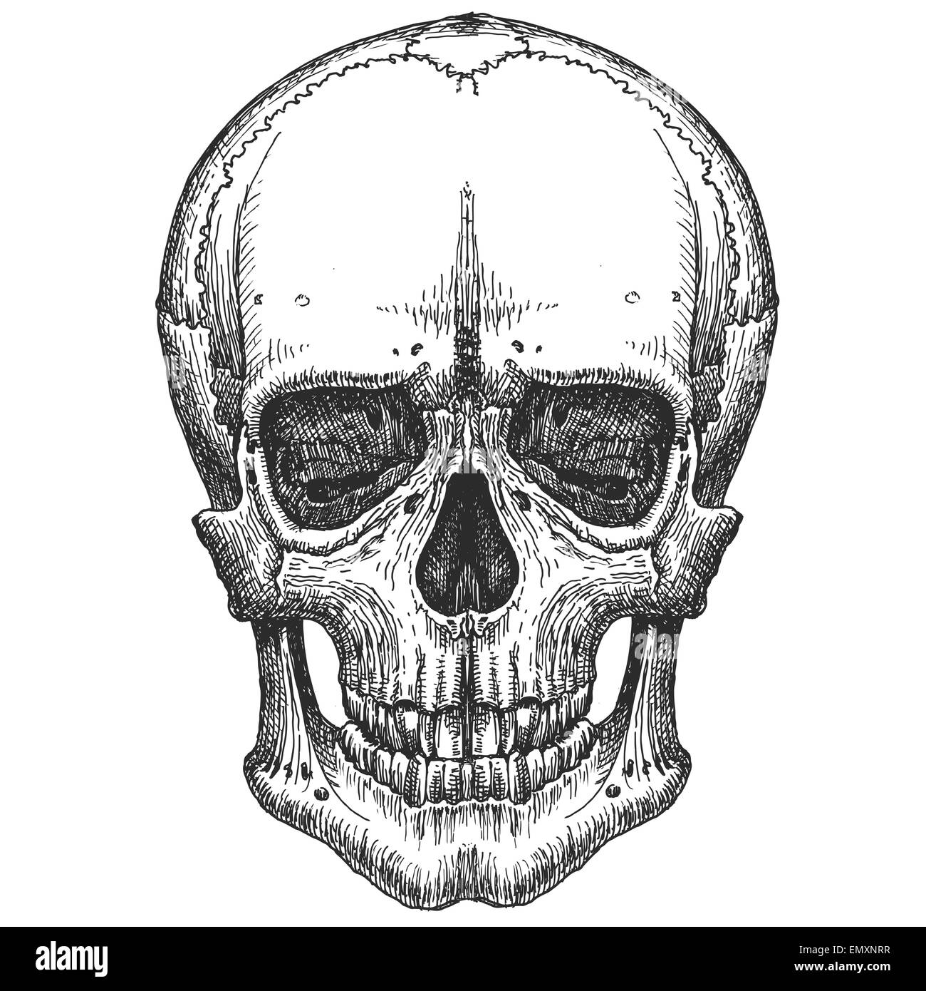 menschlicher Schädel auf einem weißen Hintergrund. Skizze Stockfoto