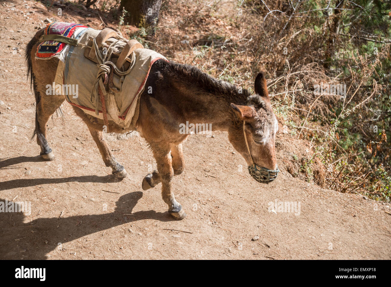 Esel im Himalaya, Nepal Stockfoto