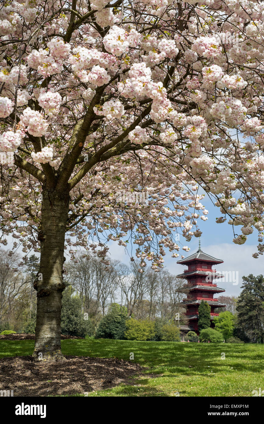 Kirschbaum blüht in den Park des königlichen Palastes von Laken und der Ansicht über die Tour Japonaise, Brüssel, Belgien Stockfoto