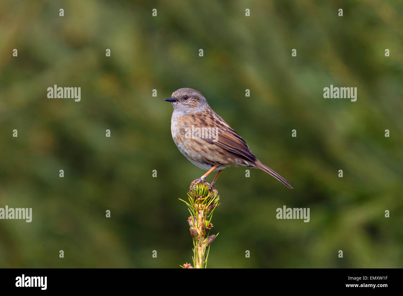 Hedge Sparrow Prunella Modularis auf Nadelbaum im winter Stockfoto