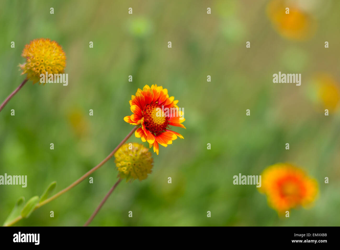 Wilde indische Decke Blumen im wilden Feld Stockfoto