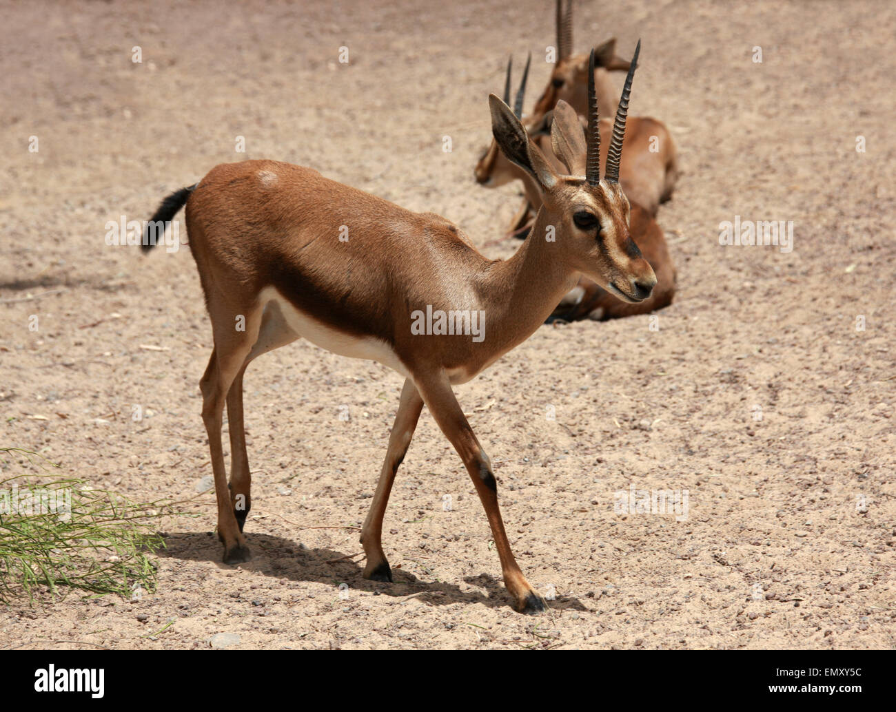 Cuvier Gazelle, Gazella Cuvieri, Antilopinae, Horntiere.  Algerien, Marokko & Tunesien. Stockfoto
