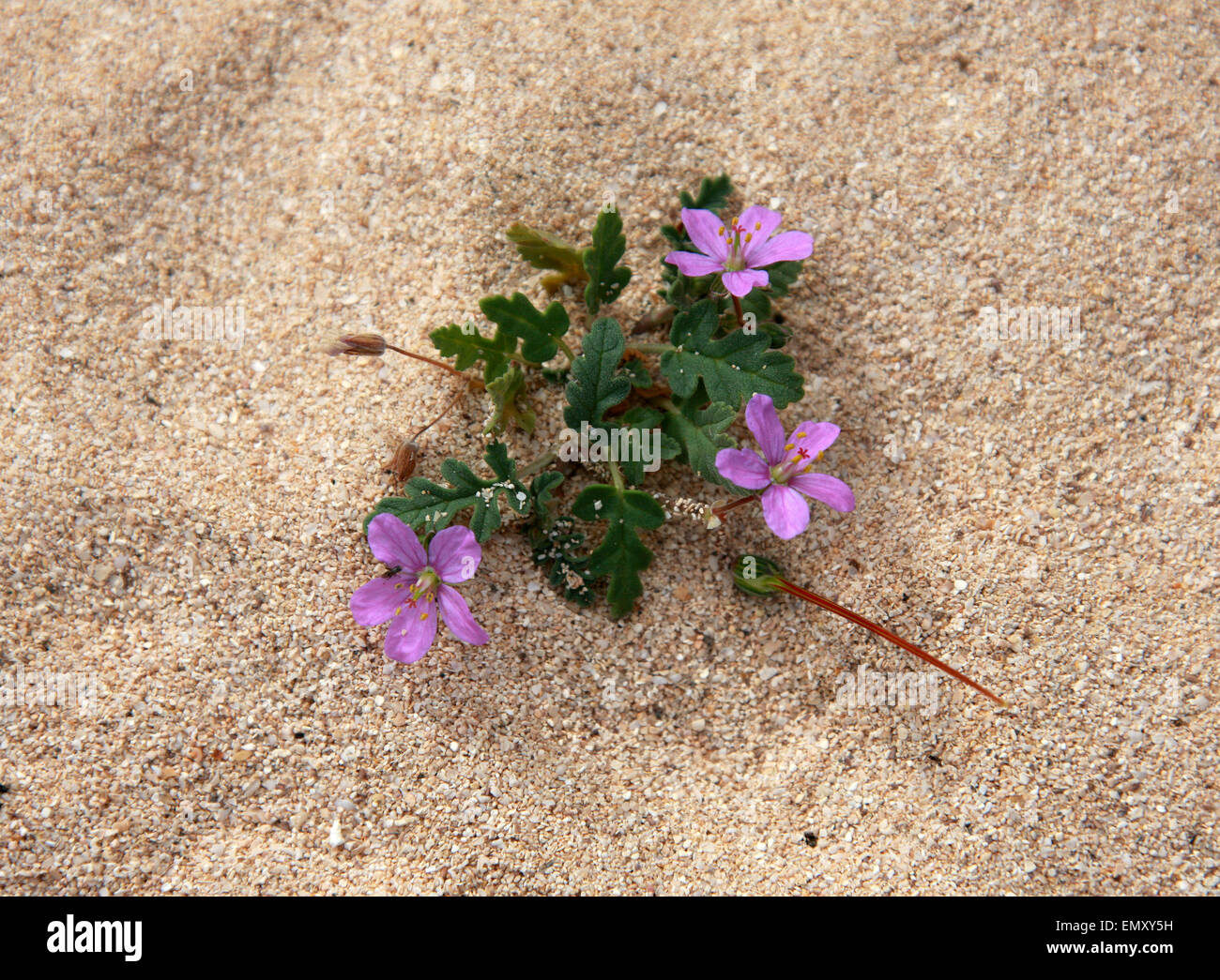 Erodium Neuradifolium, Geraniaceae. Eine winzige Geranie wächst in die Sanddünen, Nationalpark Corralejo, Fuerteventura. Stockfoto