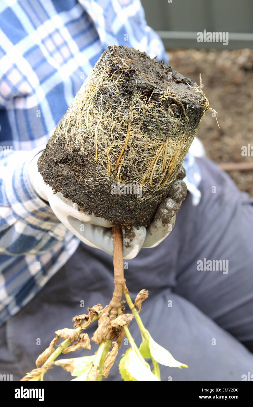 Hand halten Rootbound Stevia in der hand Stockfoto