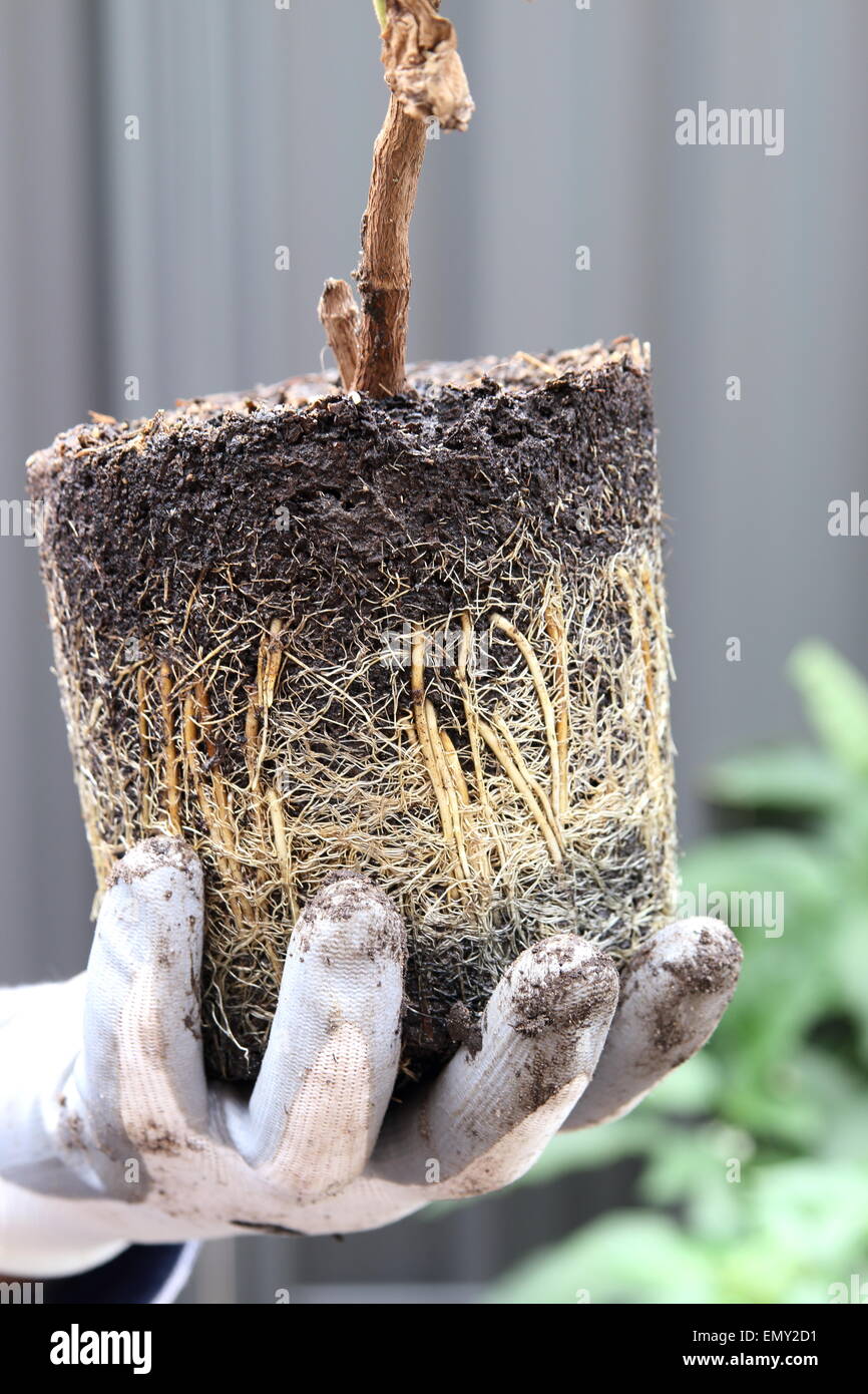 Hand halten Rootbound Stevia in der hand Stockfoto