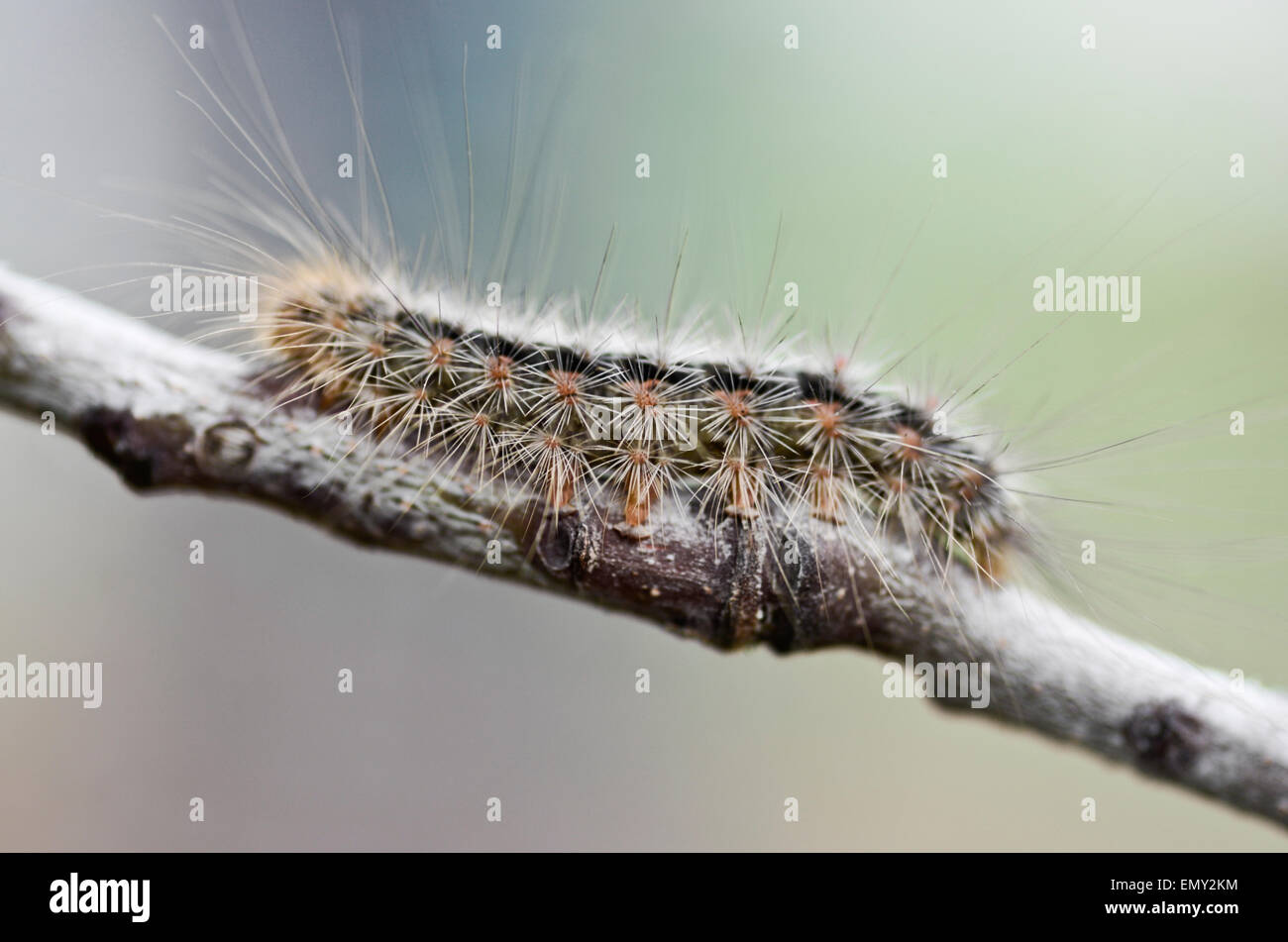 White Cedar Motte Caterpillar. Leptocneria reducta Stockfoto