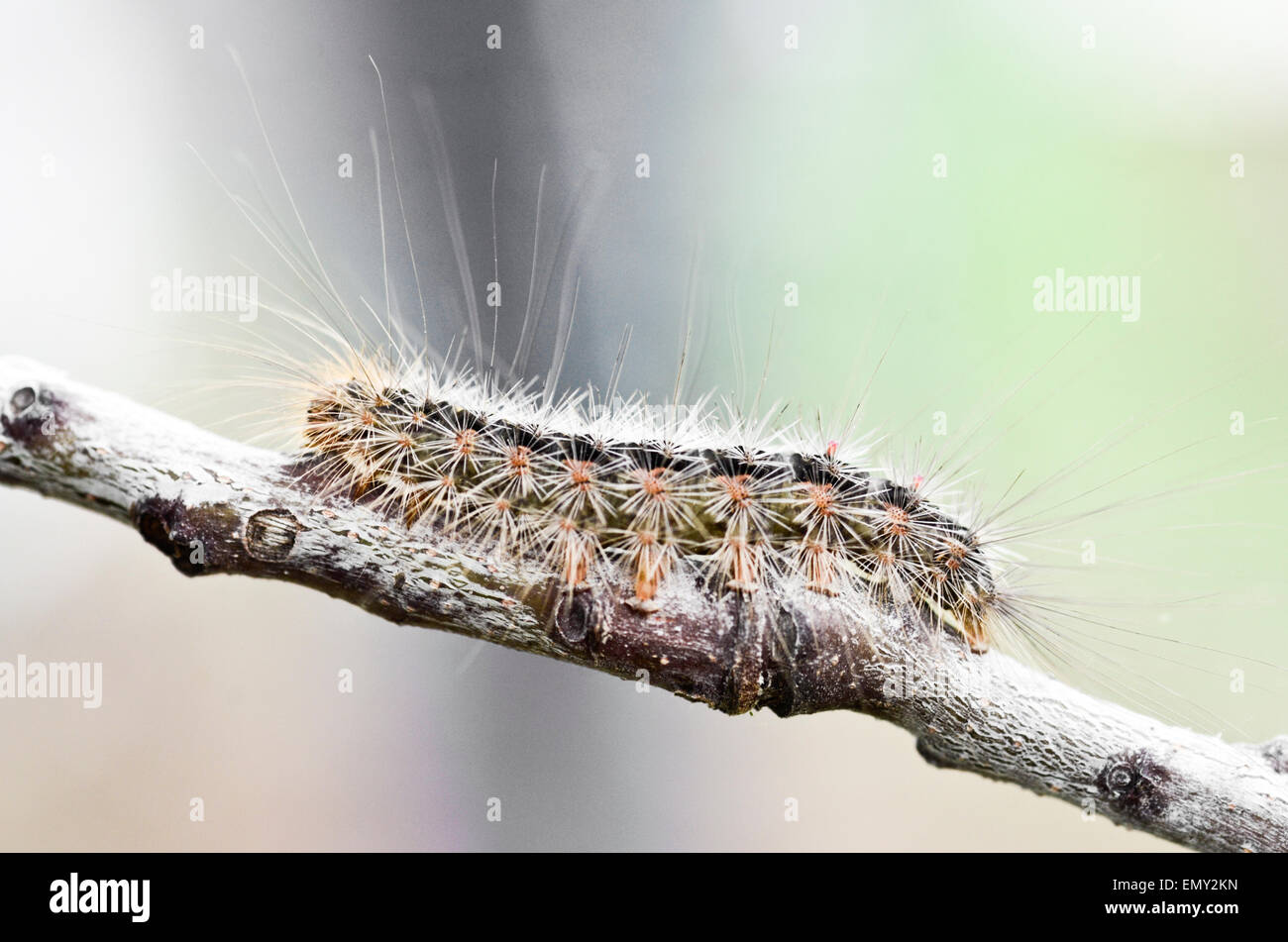 White Cedar Motte Caterpillar. Leptocneria reducta Stockfoto