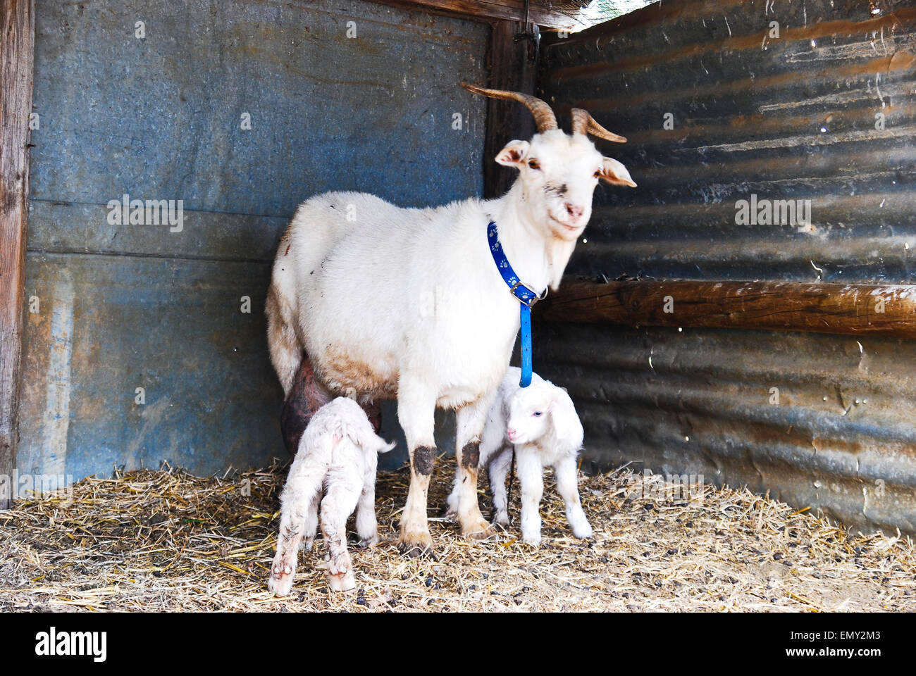 Nanny Goat mit zwei Kindern in einer Scheune Stockfoto