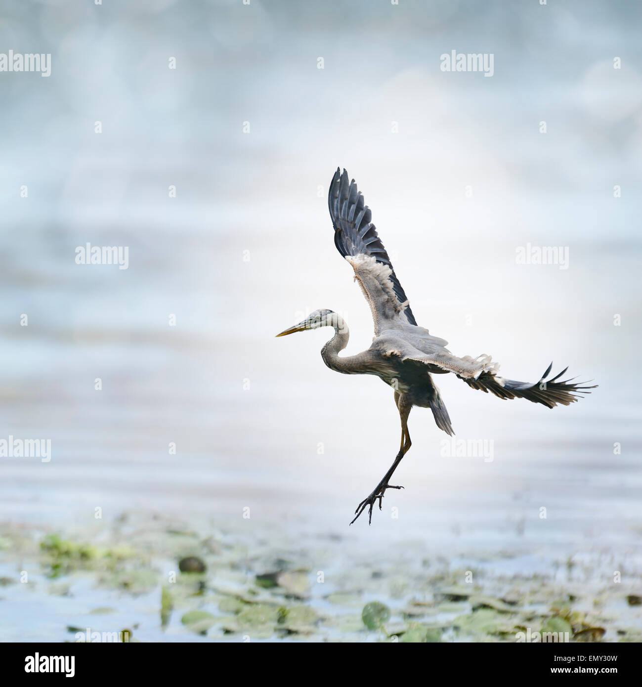 Great Blue Heron im Flug Stockfoto