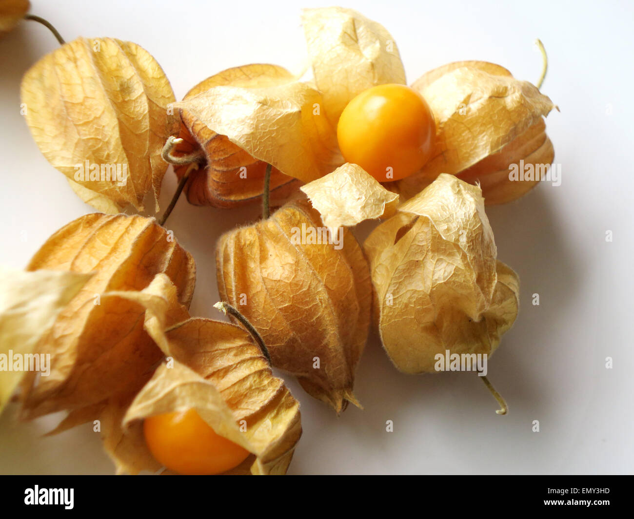 Aguaymanto, peruanische saftige Kap-Stachelbeeren Stockfoto