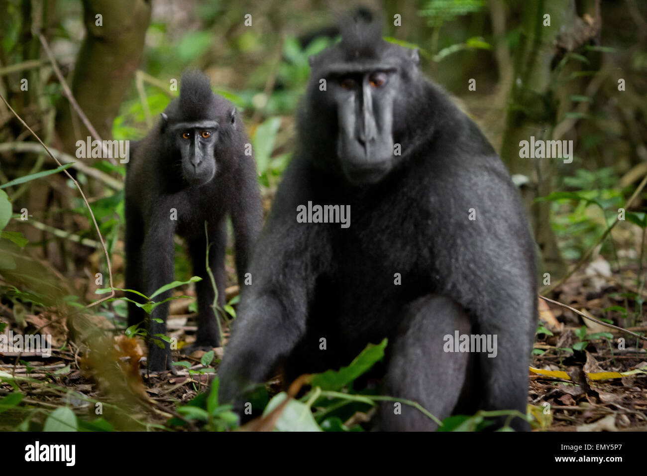 Ein junger Sulawesi hat einen schwarzen Makaken im Vordergrund eines älteren Individuums im Naturreservat Tangkoko, North Sulawesi, Indonesien. Stockfoto