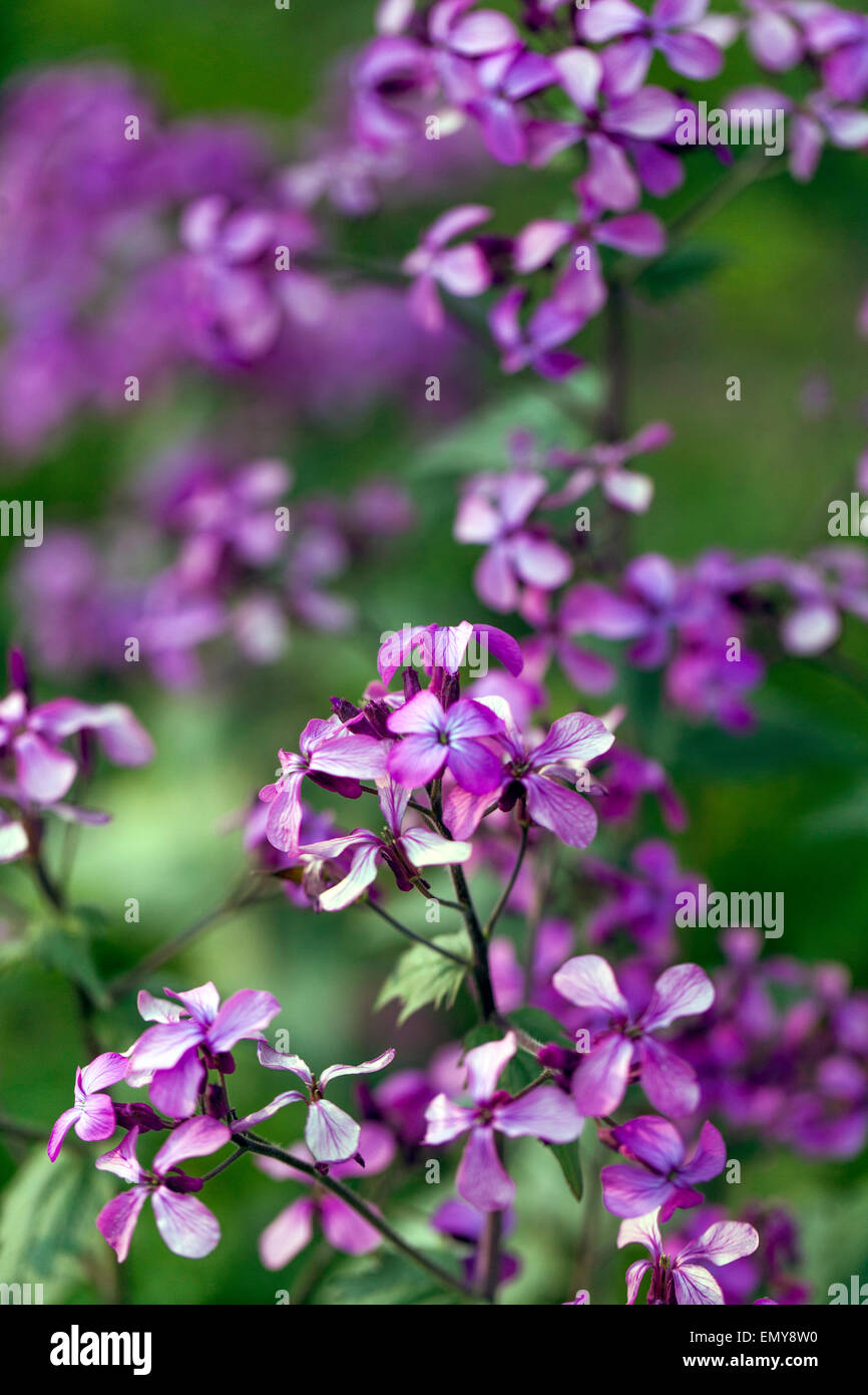 LUNARIA Annua, Ehrlichkeit oder Einjähriges Silberblatt genannt Stockfoto LUNARIA Annua, Ehrlichkeit oder Einjähriges Silberblatt genannt Stockfoto