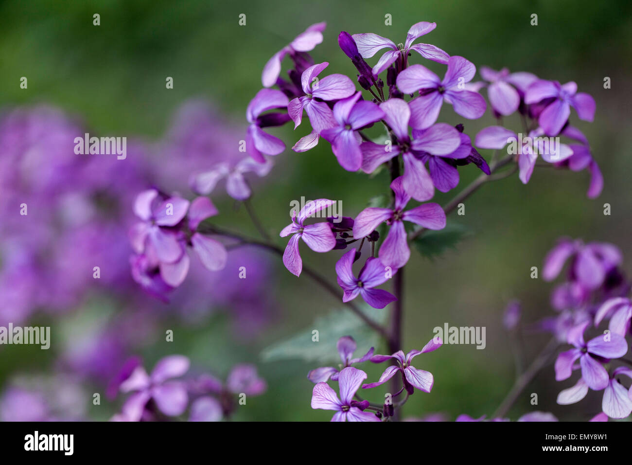 LUNARIA Annua, Ehrlichkeit oder Einjähriges Silberblatt genannt Stockfoto LUNARIA Annua, Ehrlichkeit oder Einjähriges Silberblatt genannt Stockfoto