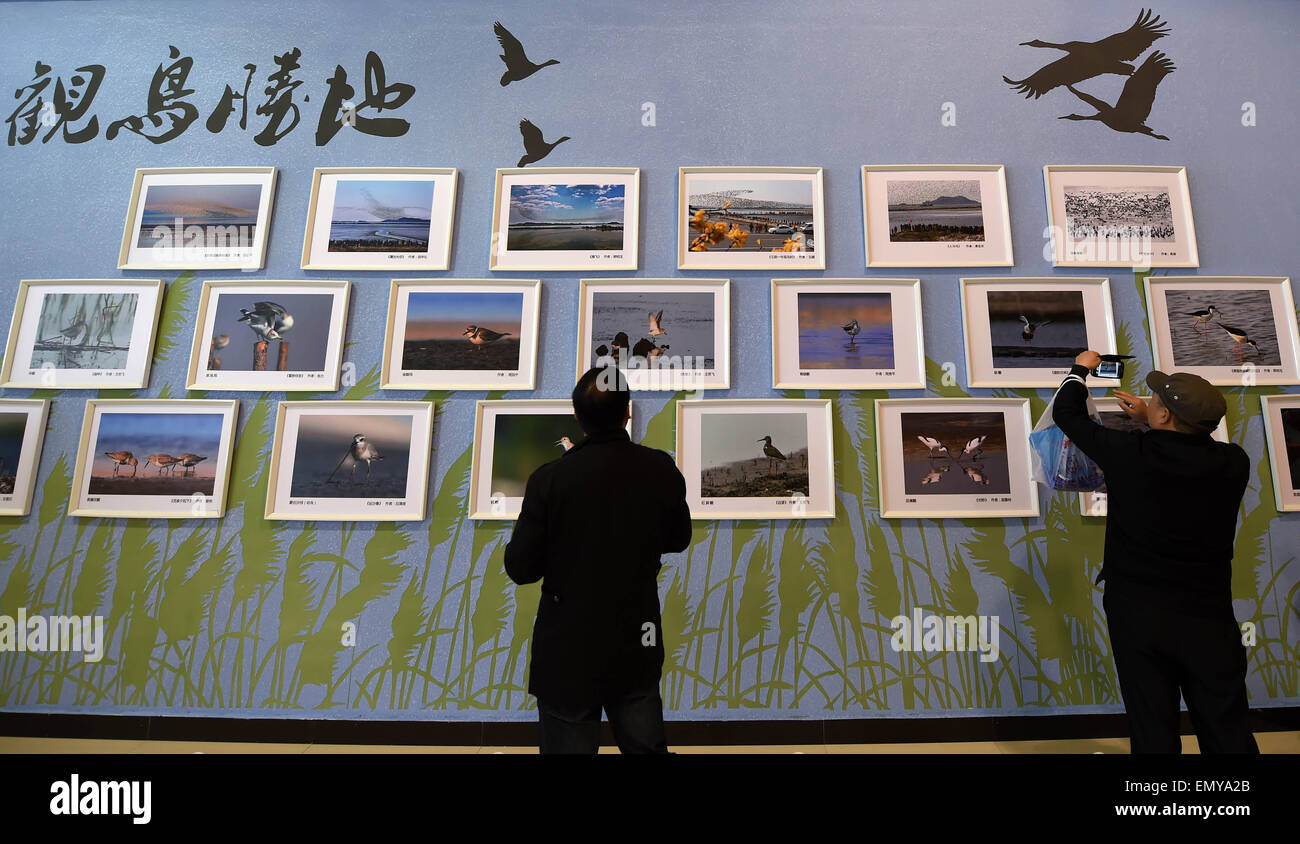 Dandong, Chinas Liaoning Provinz. 24. April 2015. Touristen besuchen eine Vögel-Fotografie-Ausstellung am Yalu-Fluss-Feuchtgebiet in Dandong, Nordost-China Liaoning Provinz, 24. April 2015. Eine Birdwatching-Festival startete am Freitag am Yalu-Fluss-Feuchtgebiet in Dandong. © Li Gang/Xinhua/Alamy Live-Nachrichten Stockfoto