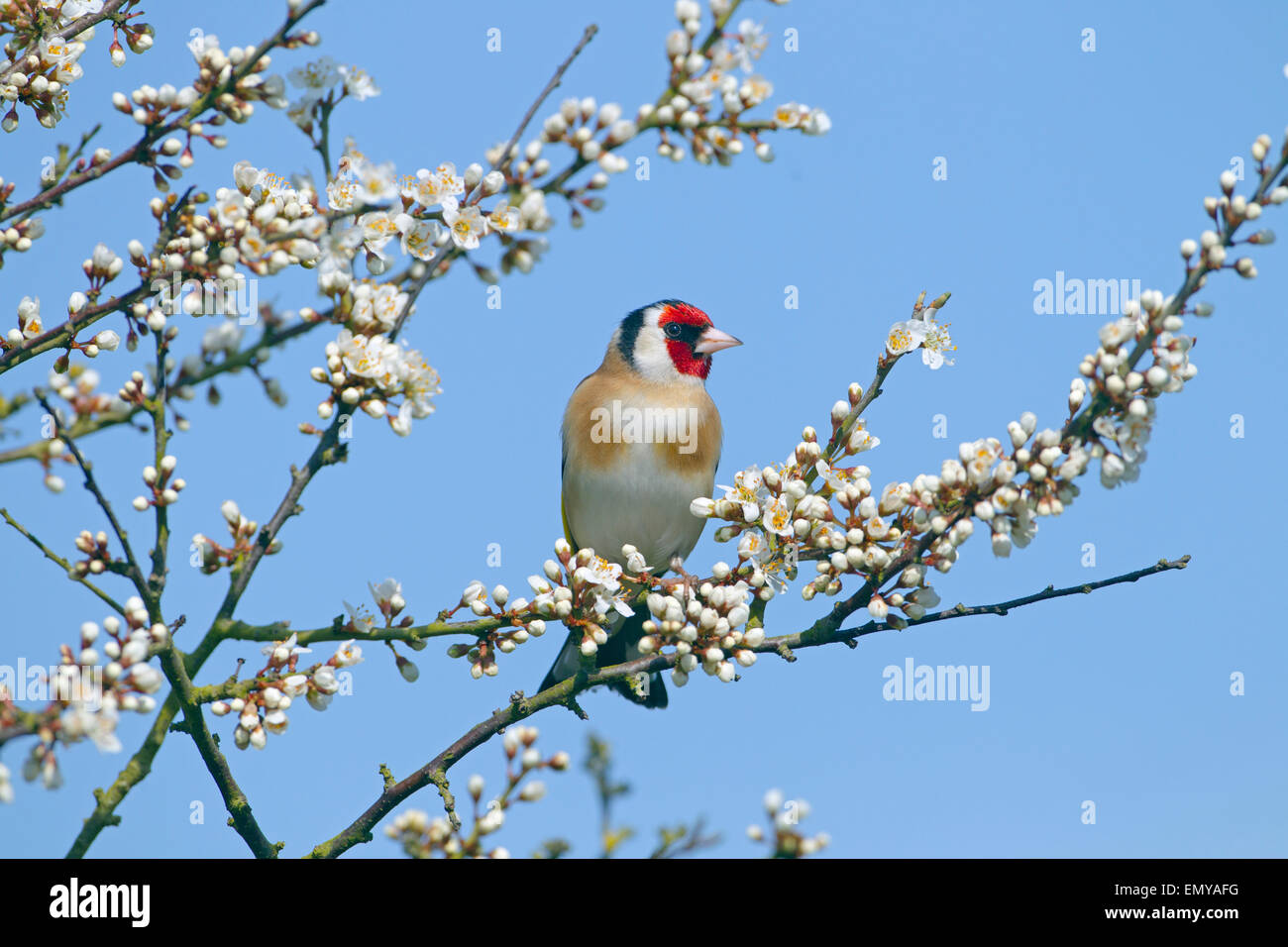 Goldfinch Carduelis carduelis auf Frühlingsschwärzdorn Prunus spinosa, Blossom Stockfoto