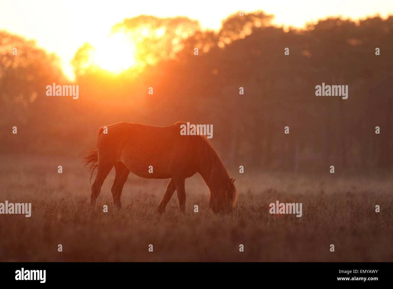 New Forest Ponys grasen in der Abenddämmerung im Vereinigten Königreich New Forest in der Nähe von Beaulieu Stockfoto