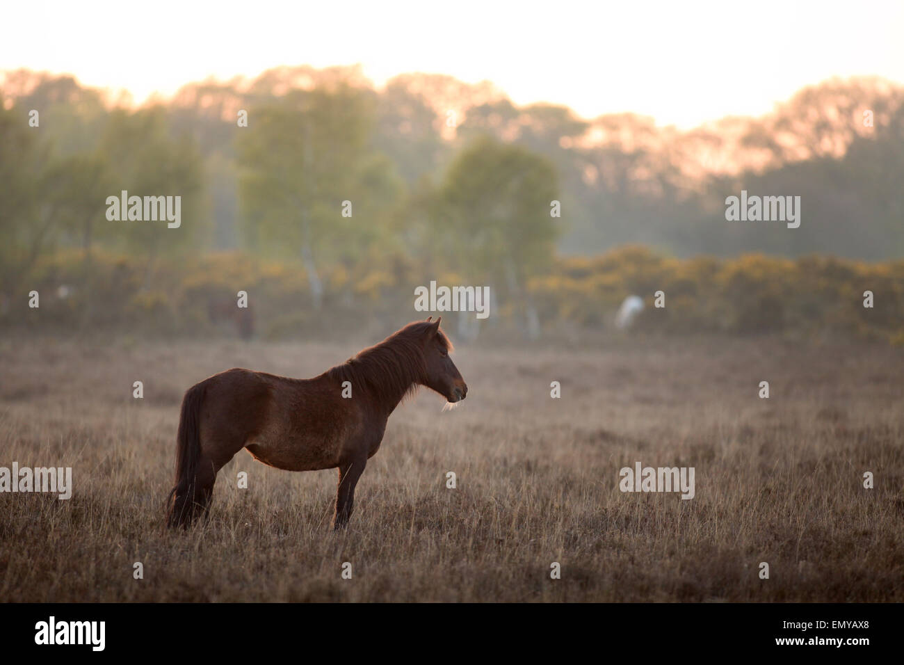New Forest Ponys grasen in der Abenddämmerung im Vereinigten Königreich New Forest in der Nähe von Beaulieu Stockfoto