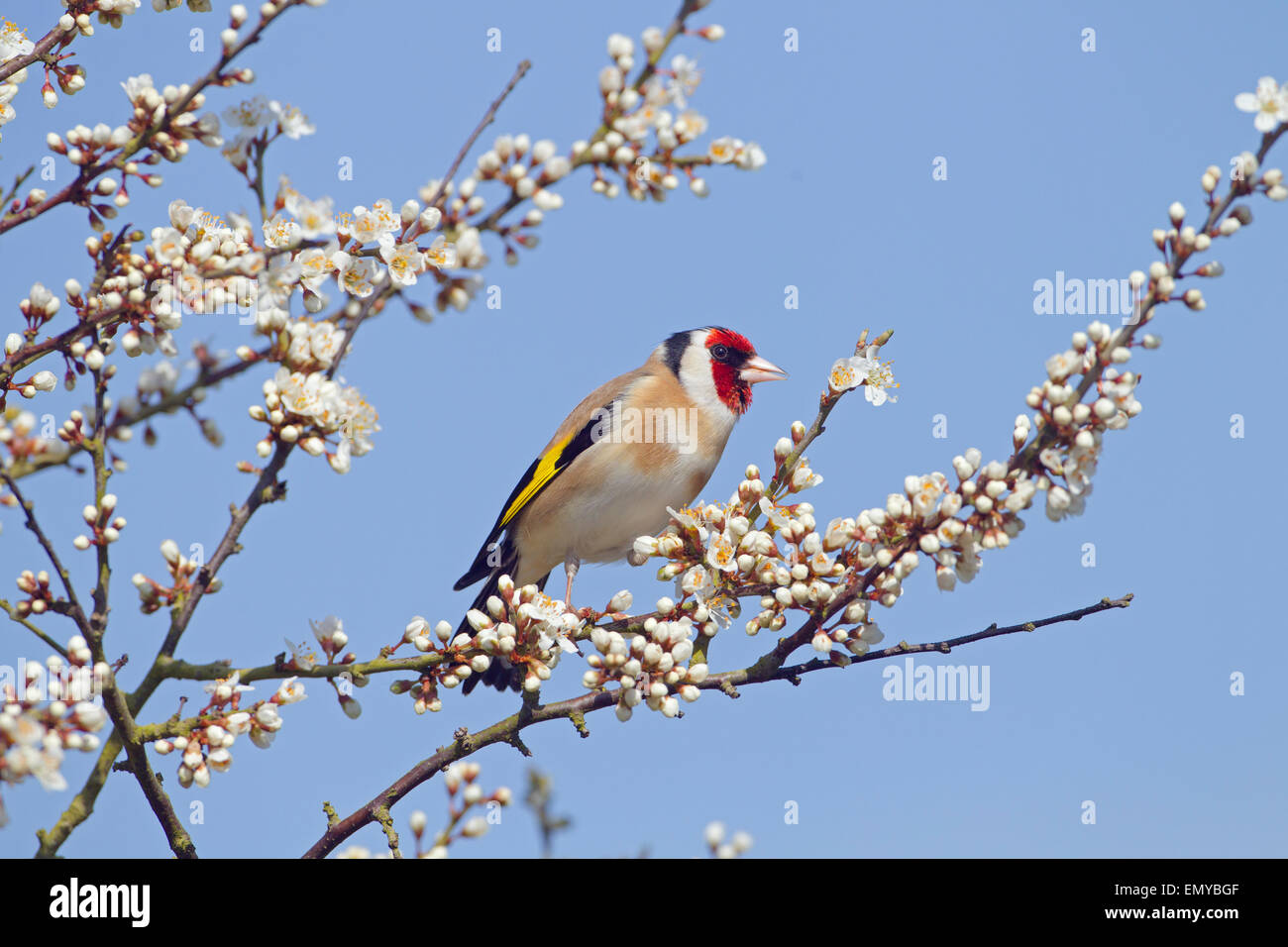 Goldfinch Carduelis carduelis auf Frühlingsschwärzdorn Prunus spinosa, Blossom Stockfoto