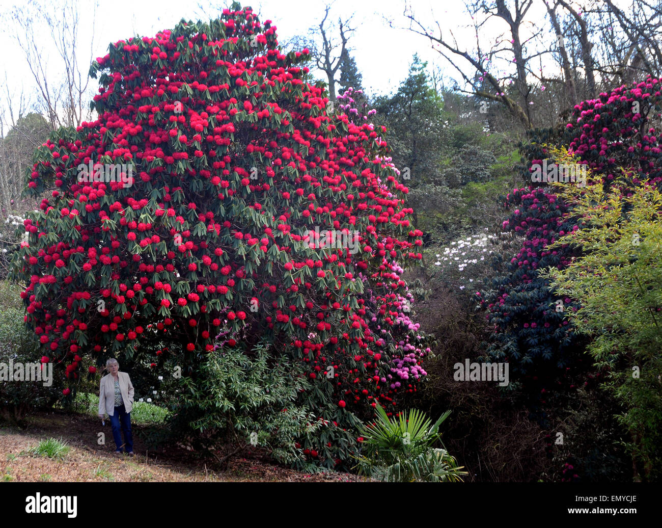 Rhododendron im Himalaya Garten an der Wakehurst Place Royal Botanical Gardens in der Nähe von Haywards Heath, East Sussex... PIC-Mike Stockfoto