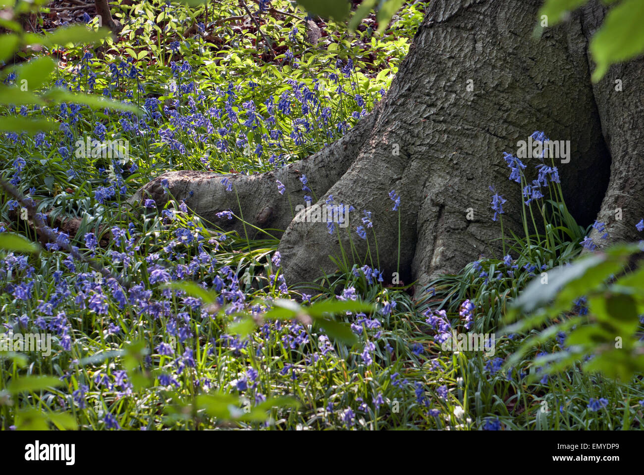 Frühling-Glockenblumen unter Baumwurzeln Stockfoto