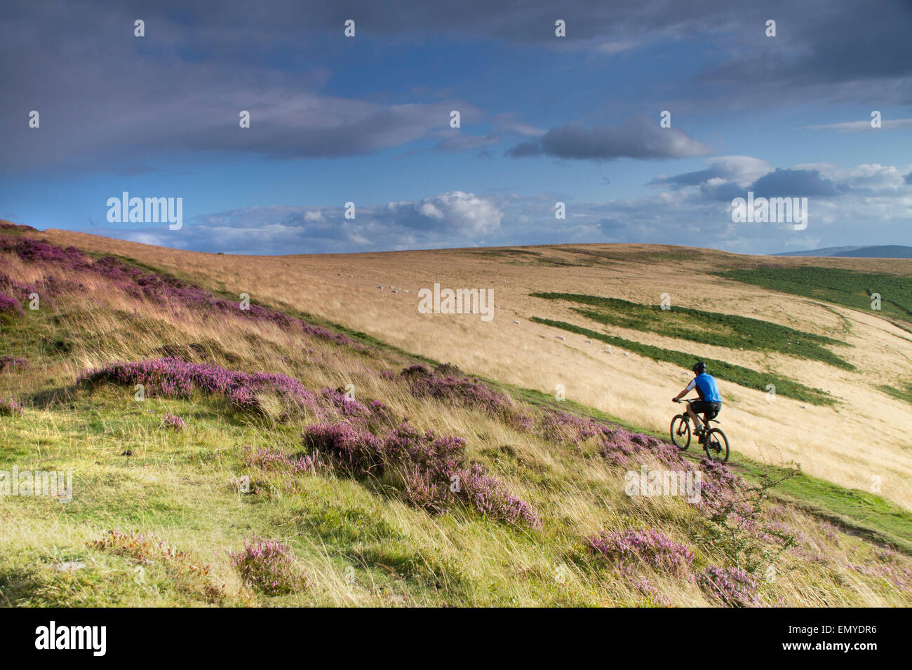 Person mit dem Fahrrad bergauf auf Mynydd Troed Stockfoto