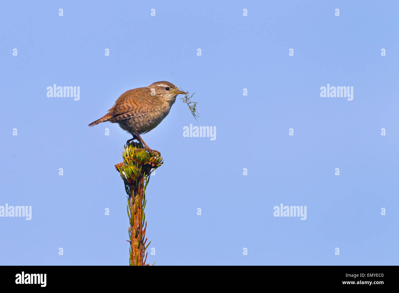 Zaunkönig Troglodytes Troglodytes tragen Nistmaterial Stockfoto